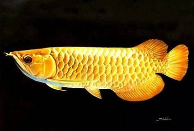 金龍魚先生實拍胸前有紋：“金龍魚先生實拍胸前有紋”的相關信息，金龍魚實拍胸前有紋