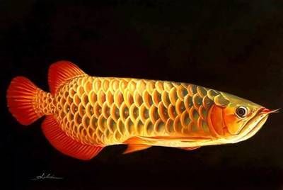 金龍魚先生實拍胸前有紋：“金龍魚先生實拍胸前有紋”的相關信息，金龍魚實拍胸前有紋
