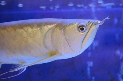 龍魚掉眼對魚有壞處嗎：龍魚掉眼會對龍魚產生負面影響嗎？