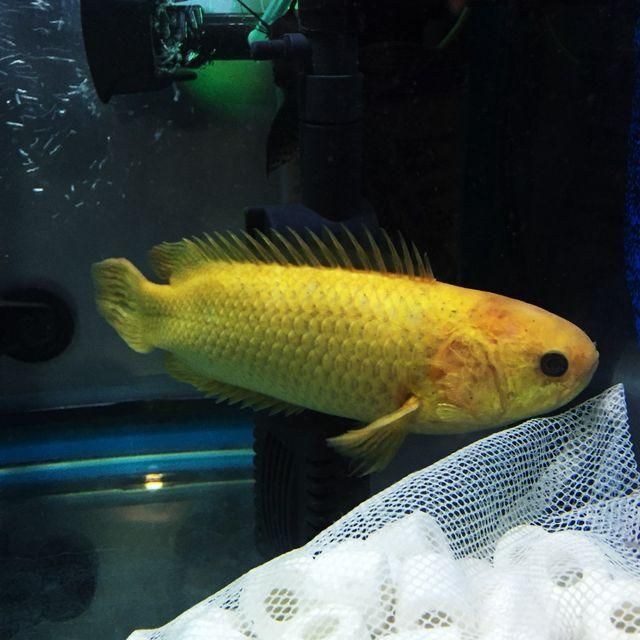 變異金龍魚價位：變異金龍魚價位搜索結果，變異金龍魚價位