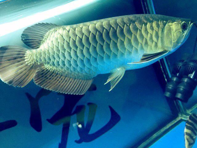 變異金龍魚價位：變異金龍魚價位搜索結果，變異金龍魚價位
