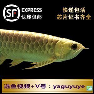 金龍魚(yú)芯片證書(shū)查詢官網(wǎng)：如何查詢金龍魚(yú)的芯片證書(shū)