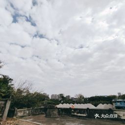 江門龍魚批發(fā)市場在哪里啊電話