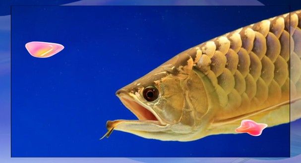 有沒有金龍魚這種魚圖片