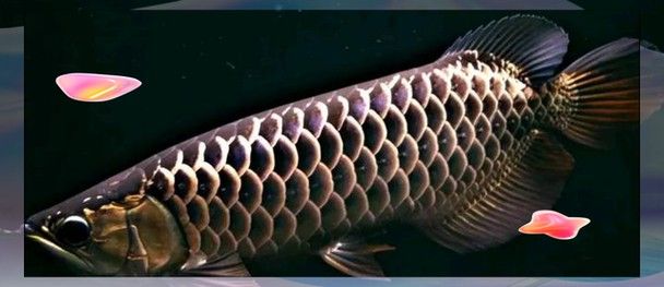 有沒有金龍魚這種魚圖片