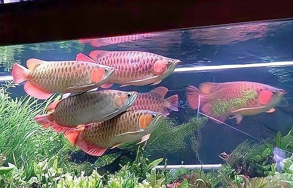 哪種方法最適合深度凈化龍魚擺件？