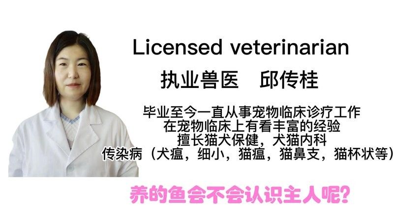 銀龍魚如何通過聲音識別主人？