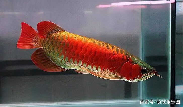 金龍魚人工繁殖