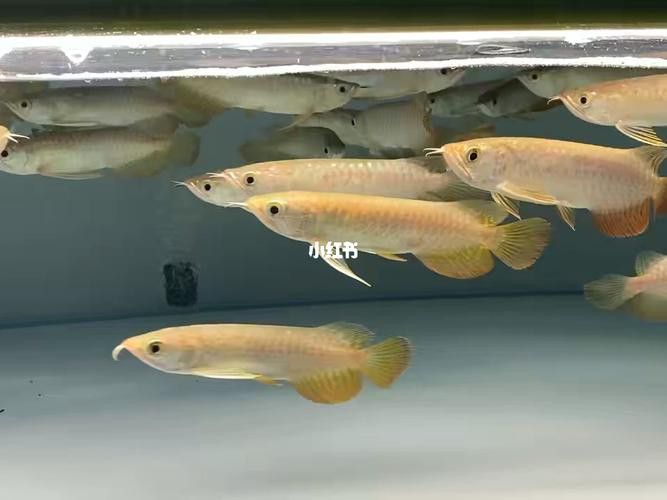 金龍魚魚苗有哪些品種