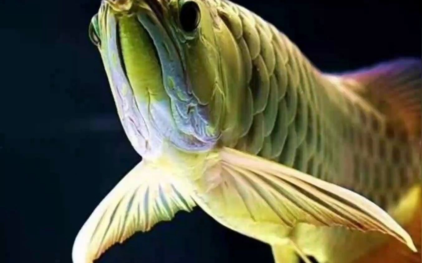 龍魚缸換水時(shí)需要注意什么？