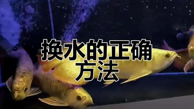 龍魚缸換水時(shí)需要注意什么？