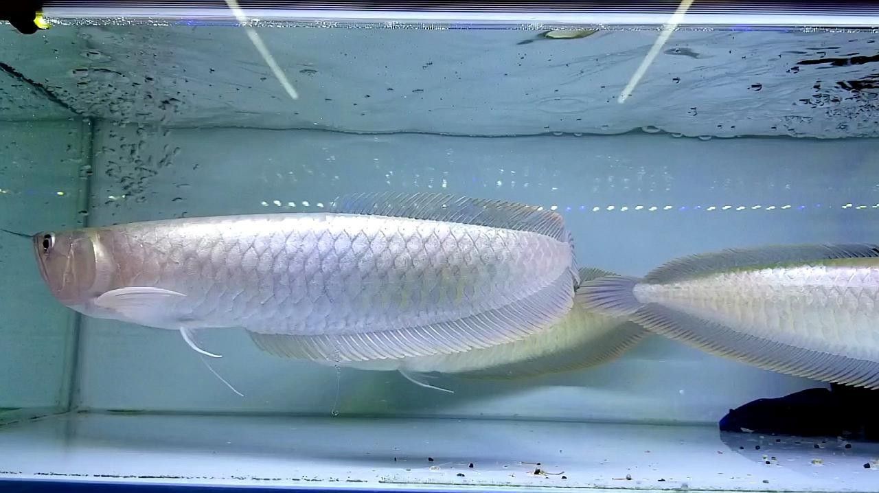 銀龍魚的飼養方法視頻大全