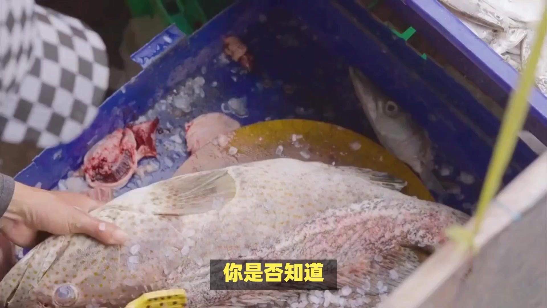 金龍魚(yú)和銀龍魚(yú)哪個(gè)更受歡迎？