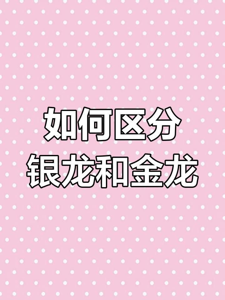 金龍魚(yú)和銀龍魚(yú)哪個(gè)更受歡迎？