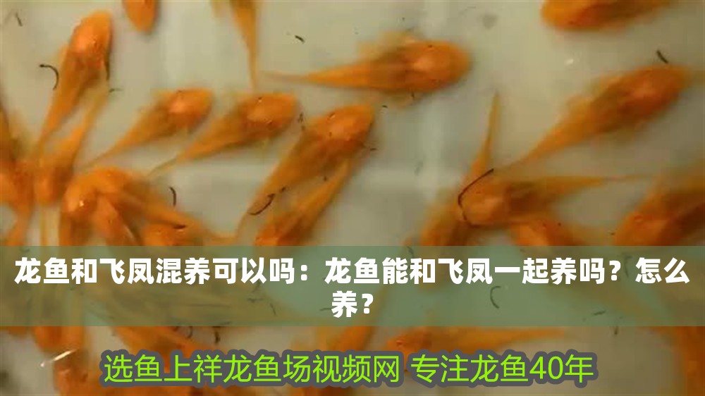 龍魚和飛鳳混養可以嗎：龍魚能和飛鳳一起養嗎？怎么養？