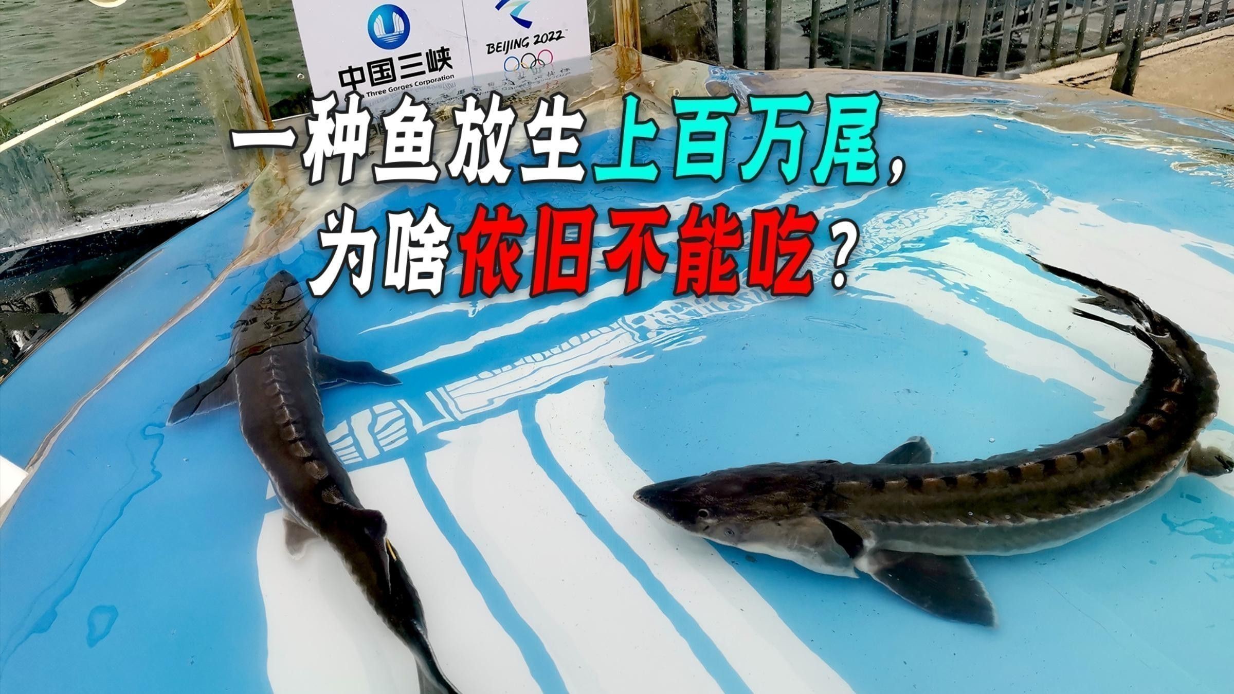 生態鱘龍魚能放生嗎 生態鱘龍魚能放生嗎 龍魚百科 第1張