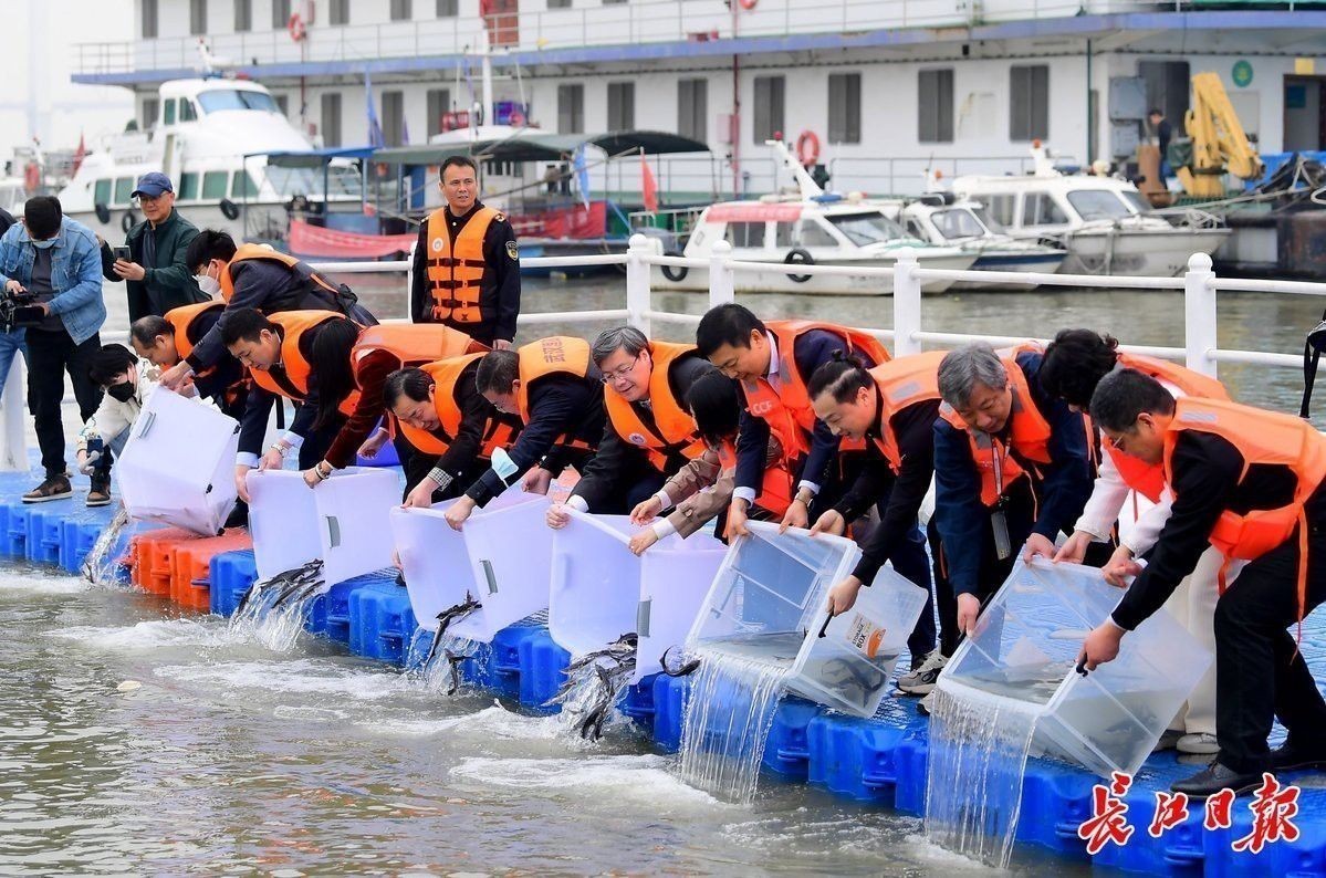 生態鱘龍魚能放生嗎 生態鱘龍魚能放生嗎 龍魚百科 第2張