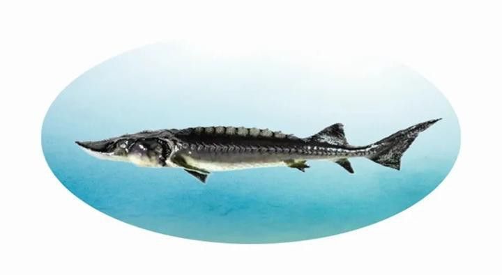 生態鱘龍魚能放生嗎 生態鱘龍魚能放生嗎 龍魚百科 第3張