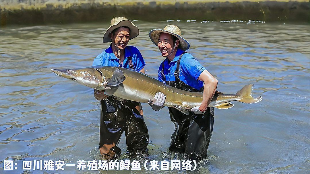 生態鱘龍魚能放生嗎 生態鱘龍魚能放生嗎 龍魚百科 第6張