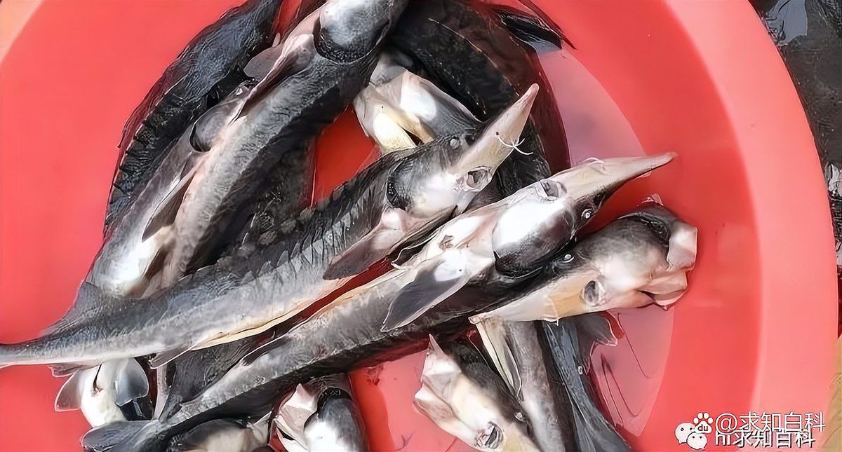 生態鱘龍魚能放生嗎 生態鱘龍魚能放生嗎 龍魚百科 第7張