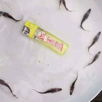 魚苗混養與單養的密度差異：魚苗混養與單養密度差異