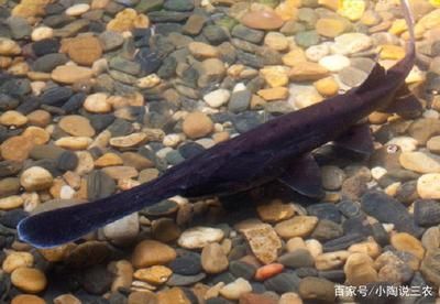 魚苗混養(yǎng)與單養(yǎng)的密度差異：魚苗混養(yǎng)與單養(yǎng)密度差異