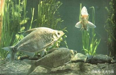 魚苗混養(yǎng)與單養(yǎng)的密度差異：魚苗混養(yǎng)與單養(yǎng)密度差異