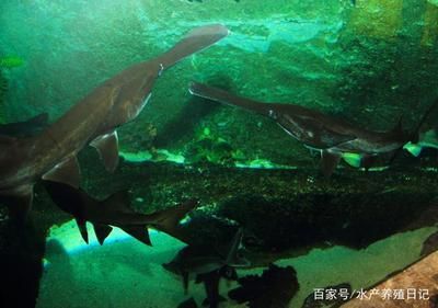 魚苗混養與單養的密度差異：魚苗混養與單養密度差異