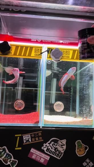 雷龍魚增色飼料有哪些品牌