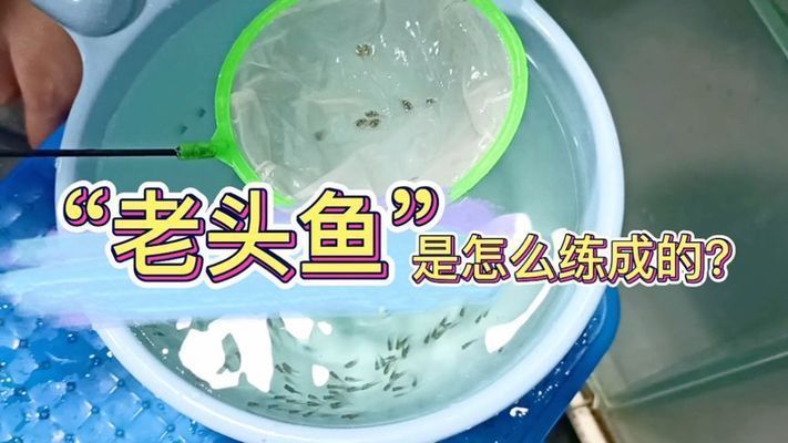 龍魚怎么分辨老頭魚（“老頭魚”是否為“老頭魚”，龍魚品種選擇指南,）