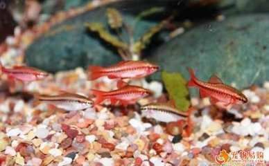 金龍魚紅龍魚混養水族箱造景草缸的注意事項：金龍魚和紅龍魚可以一起混養但需要注意一些問題