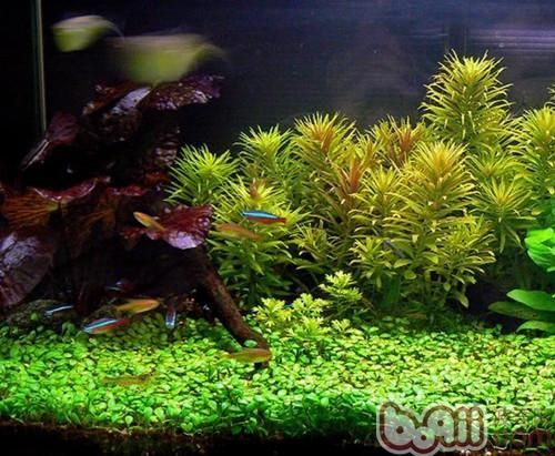 金龍魚紅龍魚混養水族箱造景草缸的注意事項：金龍魚和紅龍魚可以一起混養但需要注意一些問題