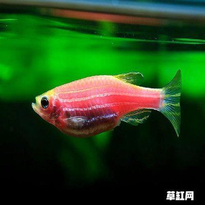 金龍魚紅龍魚混養水族箱造景草缸的注意事項：金龍魚和紅龍魚可以一起混養但需要注意一些問題