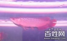 龍魚的飼養(yǎng)方法和注意事項介紹：龍魚幼魚飼養(yǎng)的基本飼養(yǎng)方法和注意事項