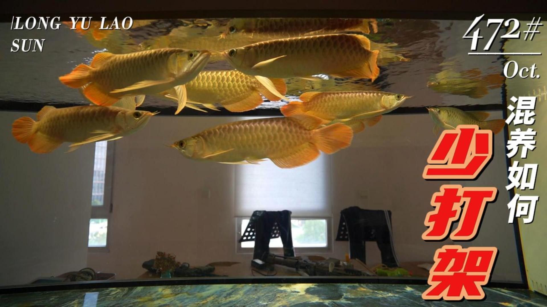 龍魚怎么混養不打架呢