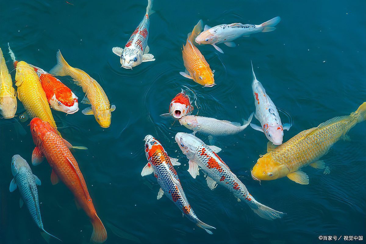 細菌感染龍魚會自愈嗎？ 細菌感染龍魚會自愈嗎？ 龍魚百科 第6張