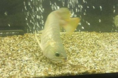 龍魚脹氣自己能恢復嗎：龍魚脹氣是否能夠自行恢復