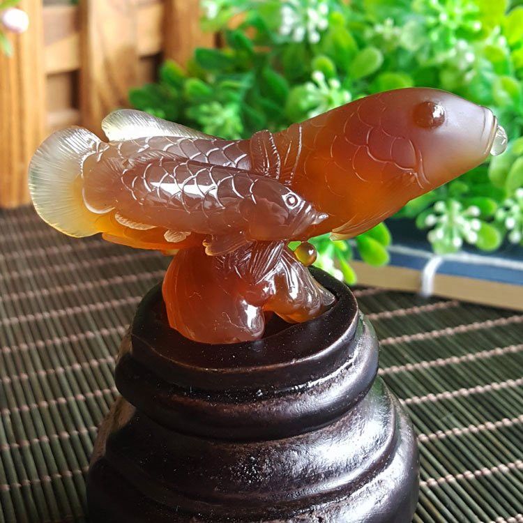 三條金龍魚