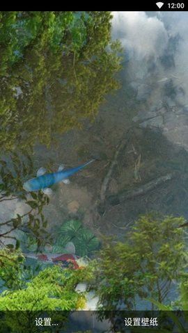 有哪些第三方應用提供紅龍魚動態壁紙？