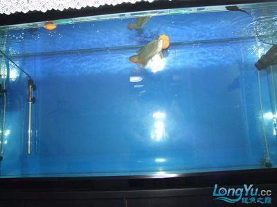紅龍魚活多少年了會死掉呢（紅龍魚活多少年了會死掉呢圖片）