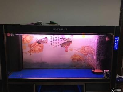 紅龍魚活多少年了會死掉呢（紅龍魚活多少年了會死掉呢圖片）