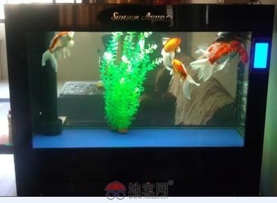 紅龍魚活多少年了會死掉呢（紅龍魚活多少年了會死掉呢圖片）