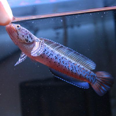 雷龍魚好養活嗎：雷龍魚與其他觀賞魚混養注意事項雷龍魚與其他觀賞魚混養注意事項