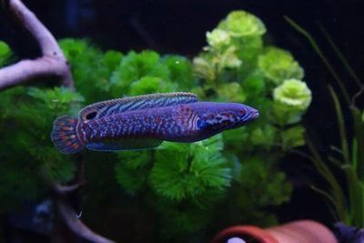 雷龍魚好養活嗎：雷龍魚與其他觀賞魚混養注意事項雷龍魚與其他觀賞魚混養注意事項