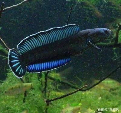 雷龍魚好養(yǎng)活嗎：雷龍魚與其他觀賞魚混養(yǎng)注意事項雷龍魚與其他觀賞魚混養(yǎng)注意事項