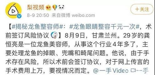 龍魚美容手術怎么樣：龍魚美容手術成功率如何