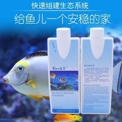 龍魚可不可以和戰(zhàn)船混養(yǎng)，龍魚和戰(zhàn)船魚可以一起養(yǎng)，但需要注意關(guān)鍵點