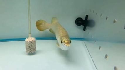 祥龍魚場的影響力（上海最大的觀賞魚市場-祥龍魚場好看視頻）