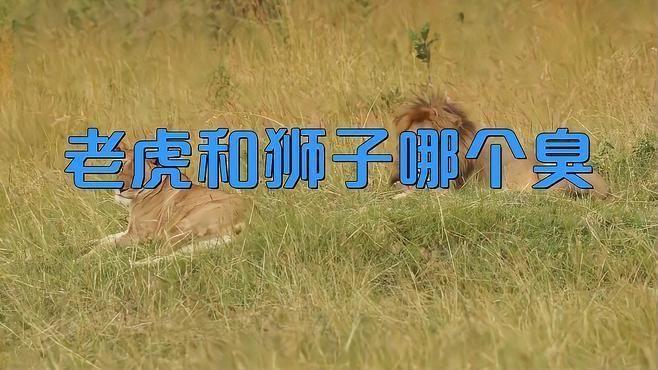老虎身上臭不臭