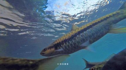 龍魚橫著游：影響龍魚橫游的因素